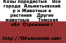 Козы породистые - Все города, Альметьевский р-н Животные и растения » Другие животные   . Томская обл.,Стрежевой г.